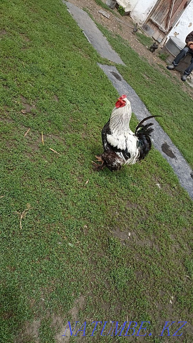 I will sell a rooster brama very big two years  - photo 2