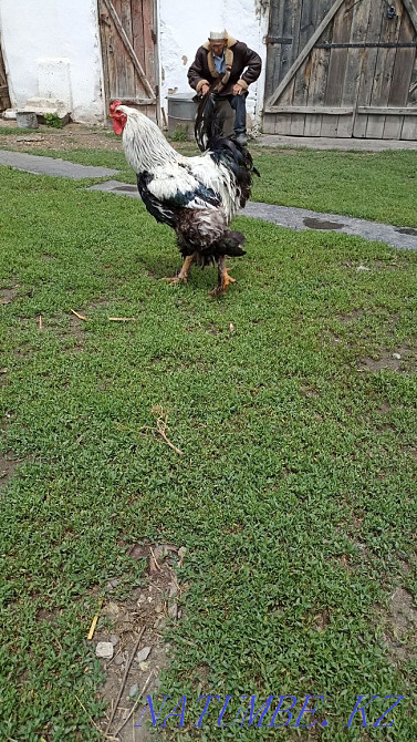 I will sell a rooster brama very big two years  - photo 1