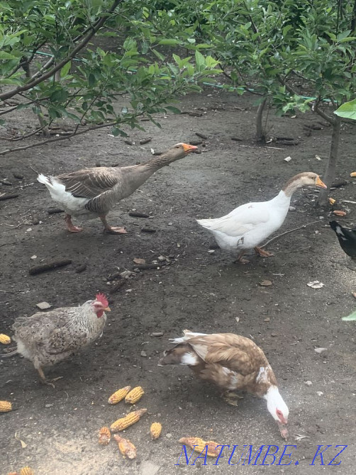 Large geese Linda and large gray Esik - photo 3