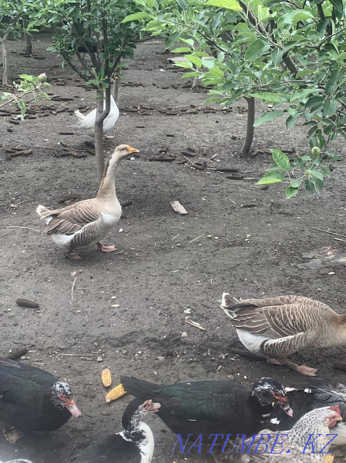 Large geese Linda and large gray Esik - photo 2