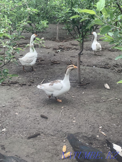 Large geese Linda and large gray Esik - photo 1