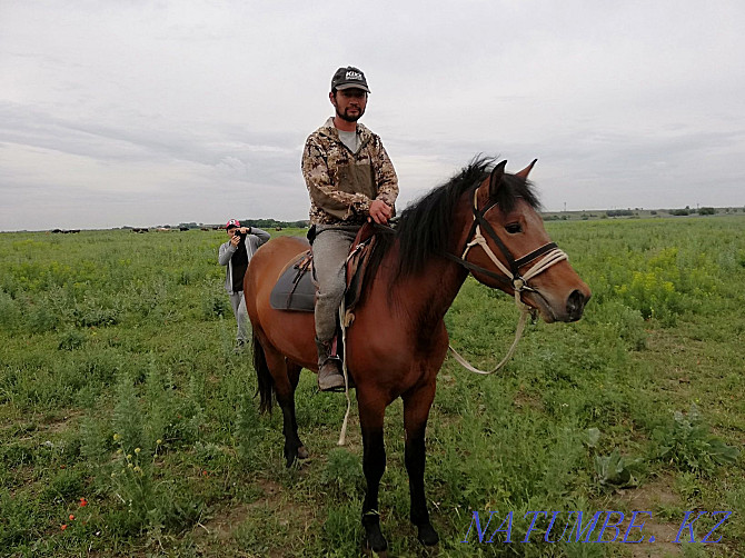 Aigyr, stallion, kunan Almaty - photo 7