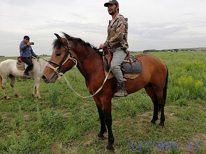 Aigyr, stallion, kunan Almaty - photo 4