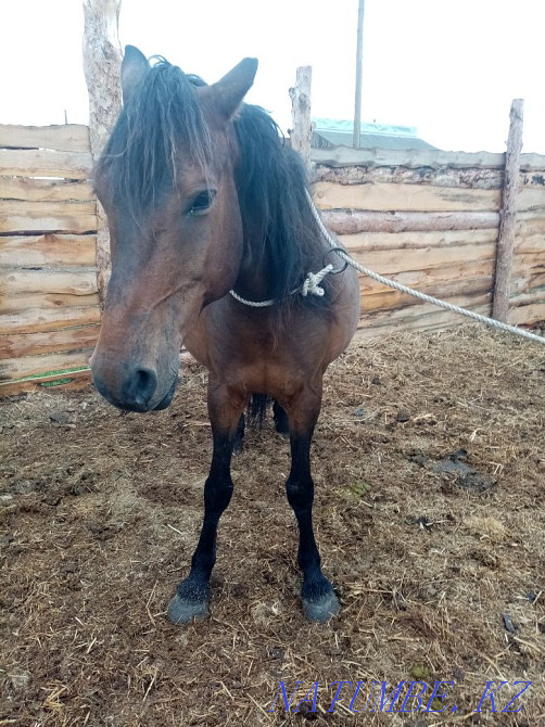 Zhuas sauyndy bee satam  - photo 3