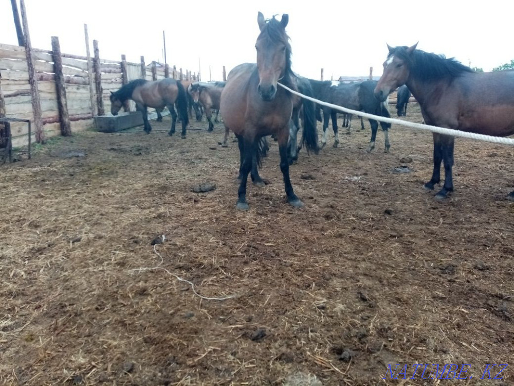 Zhuas sauyndy bee satam  - photo 1