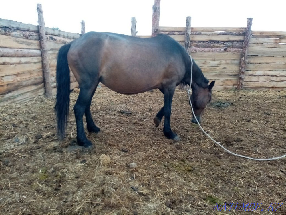 Zhuas sauyndy bee satam  - photo 2