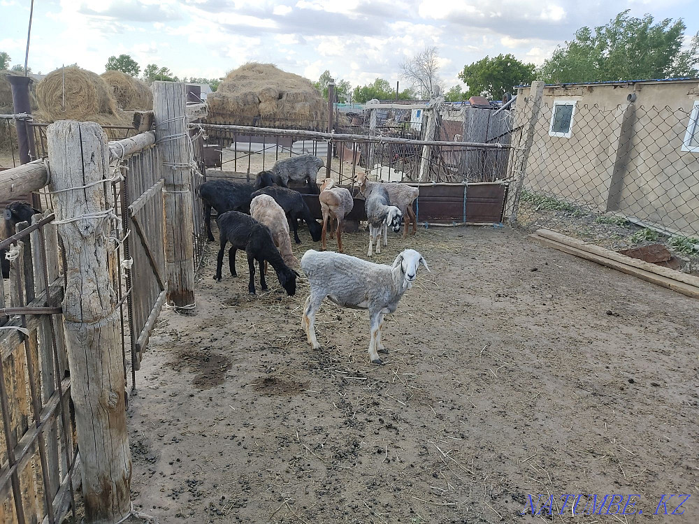 Selling Baranovo  - photo 2