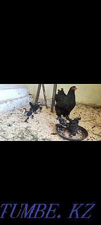 Brama black hen with chickens Shymkent - photo 1