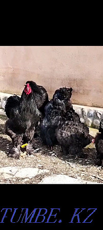 Brama black hen with chickens Shymkent - photo 4