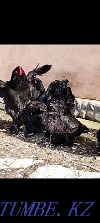 Brama black hen with chickens Shymkent - photo 5