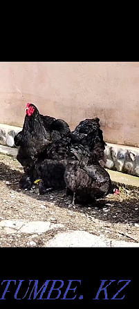 Brama black hen with chickens Shymkent - photo 6