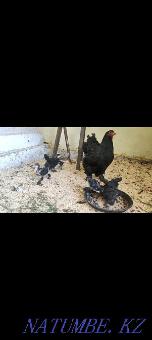 Брама қара тауық тауықтары бар Шымкент - изображение 1