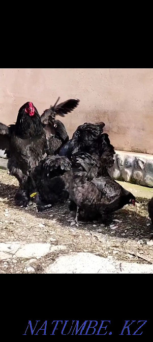 Брама қара тауық тауықтары бар Шымкент - изображение 5