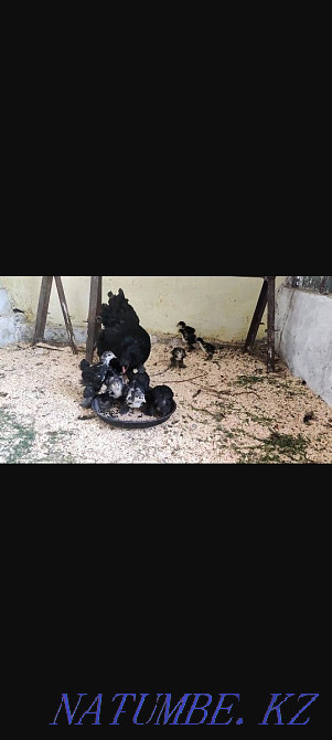 Брама қара тауық тауықтары бар Шымкент - изображение 2