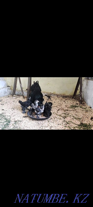 Брама қара тауық тауықтары бар Шымкент - изображение 3