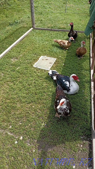 Үйректерді сату  - изображение 3