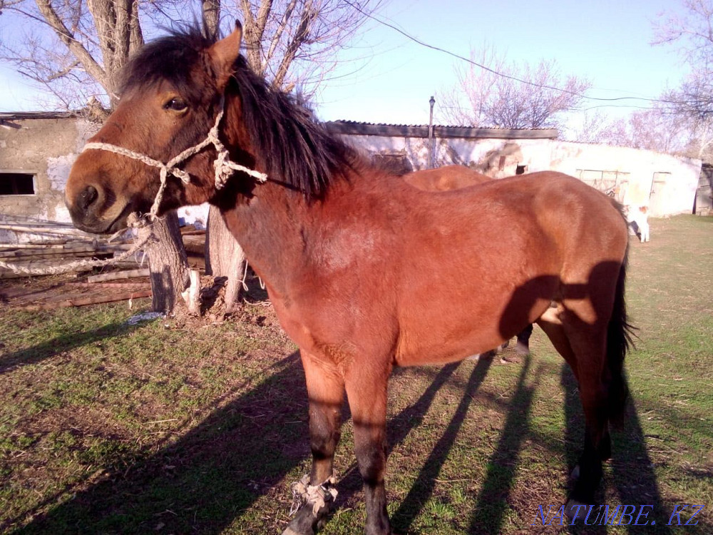 ??nan. Urgently!!!  - photo 2