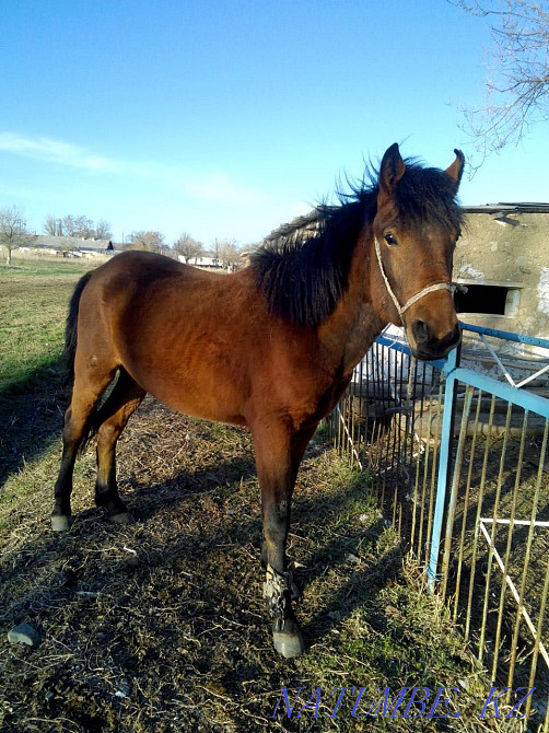 ??nan. Urgently!!!  - photo 1