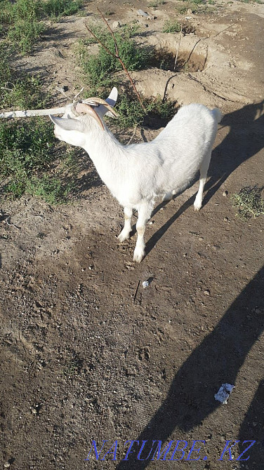 Орыс ешкі 1 жасар Туркестан - изображение 1