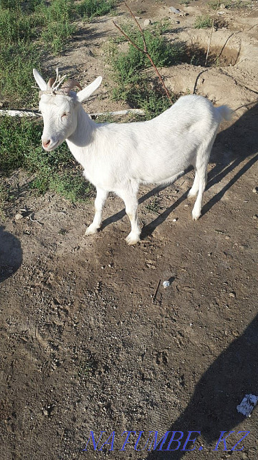 Орыс ешкі 1 жасар Туркестан - изображение 2