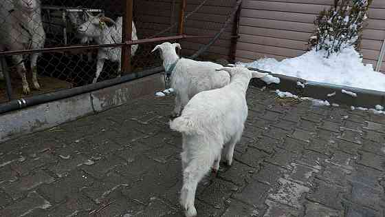 Зааненская коза с козлятами Алматы