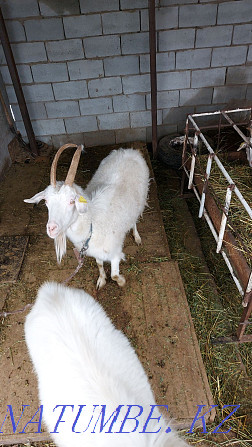 Зааненская коза с козлятами Алматы - изображение 5