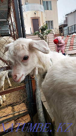 Зааненская коза с козлятами Алматы - изображение 8