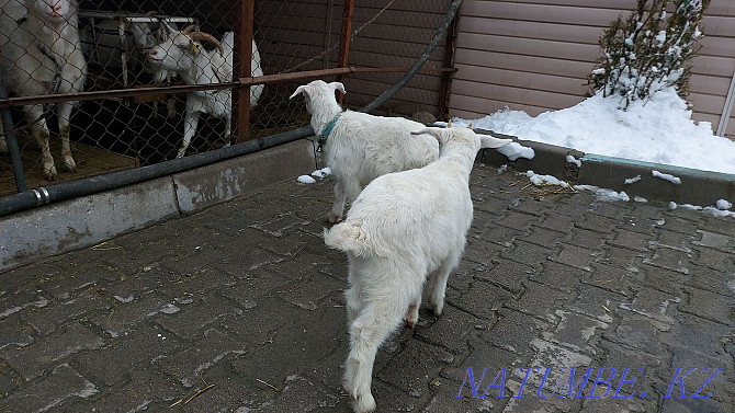 Зааненская коза с козлятами Алматы - изображение 4