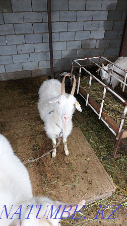 Зааненская коза с козлятами Алматы - изображение 1