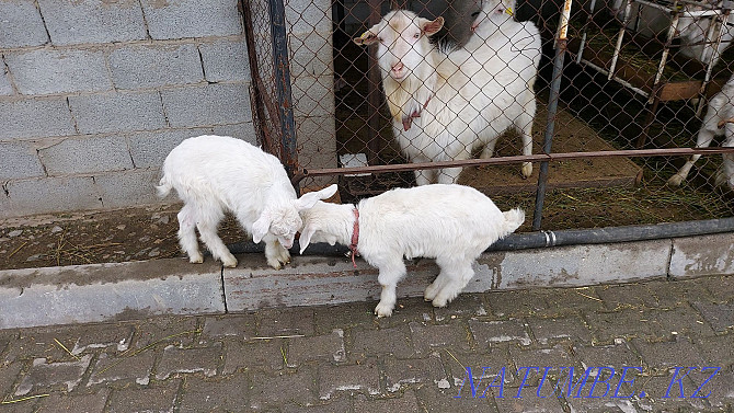 Saanen goat with kids Almaty - photo 3