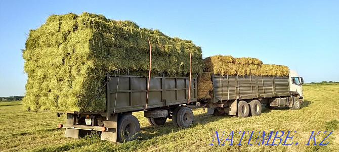 hay alfalfa jonoshka  - photo 1