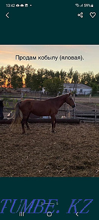 Selling horses is not expensive, wholesale bargaining.  - photo 5