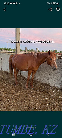 Selling horses is not expensive, wholesale bargaining.  - photo 2