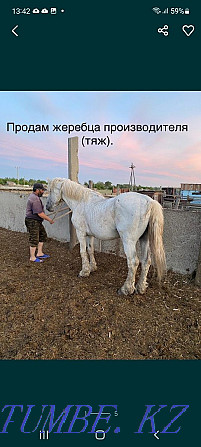 Selling horses is not expensive, wholesale bargaining.  - photo 1