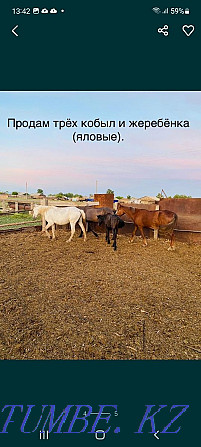 Selling horses is not expensive, wholesale bargaining.  - photo 4