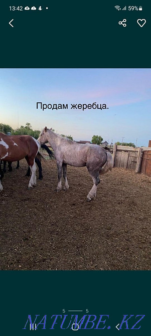 Selling horses is not expensive, wholesale bargaining.  - photo 3