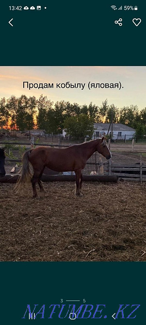 Selling horses is not expensive, wholesale bargaining.  - photo 5