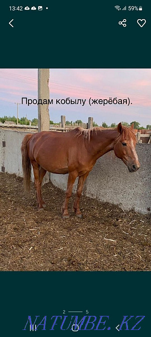 Selling horses is not expensive, wholesale bargaining.  - photo 2