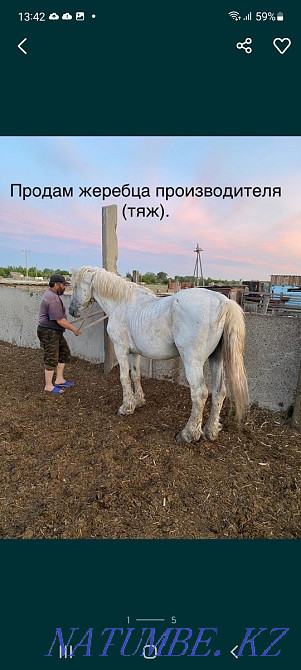 Selling horses is not expensive, wholesale bargaining.  - photo 1