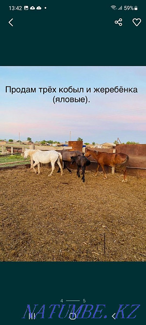 Selling horses is not expensive, wholesale bargaining.  - photo 4