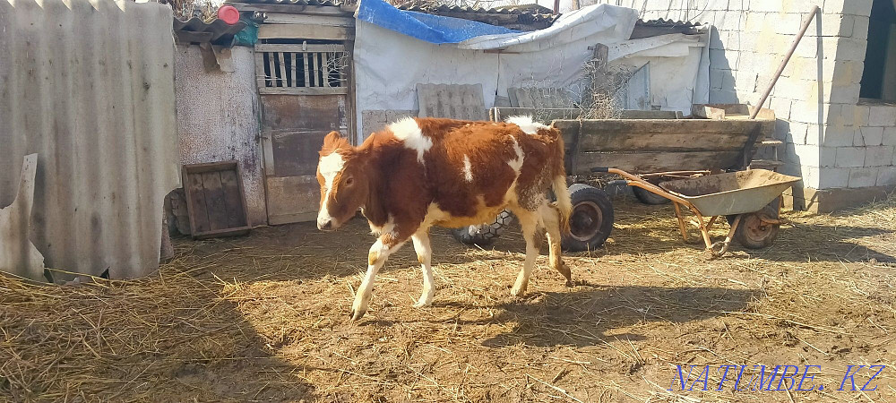 Heifers two tribal  - photo 2