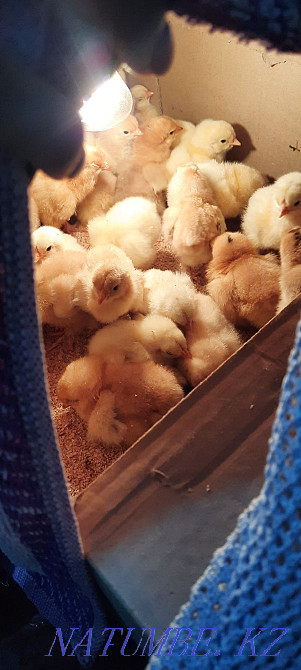 Продаю цыплят породы Брама 450тг Тараз - изображение 1