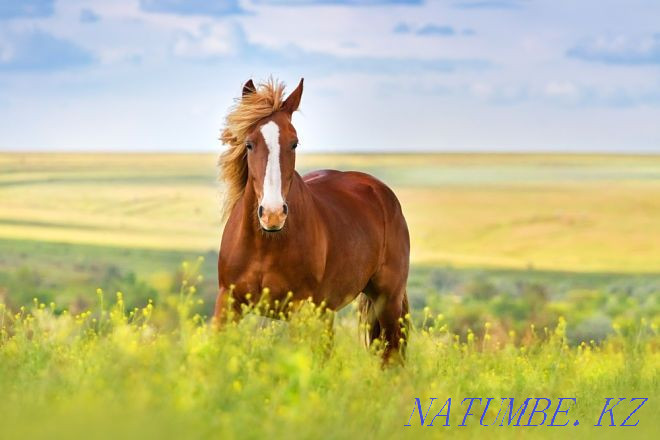 Сатилада өмір сүрген. Бие Красный яр - изображение 1