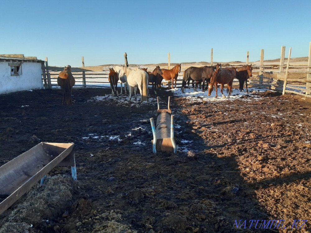 Кулынды бие сатамын 3 бас Семей - изображение 1