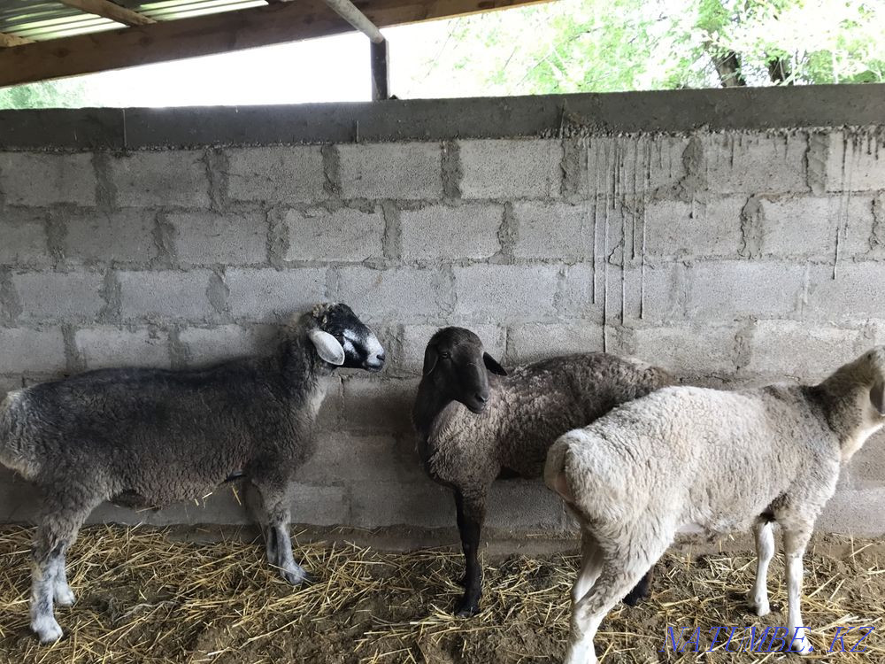 Кошкарлар сатылады  - изображение 2