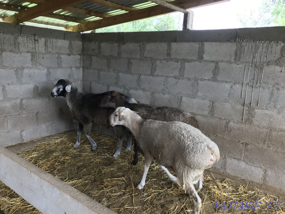 Кошкарлар сатылады  - изображение 1