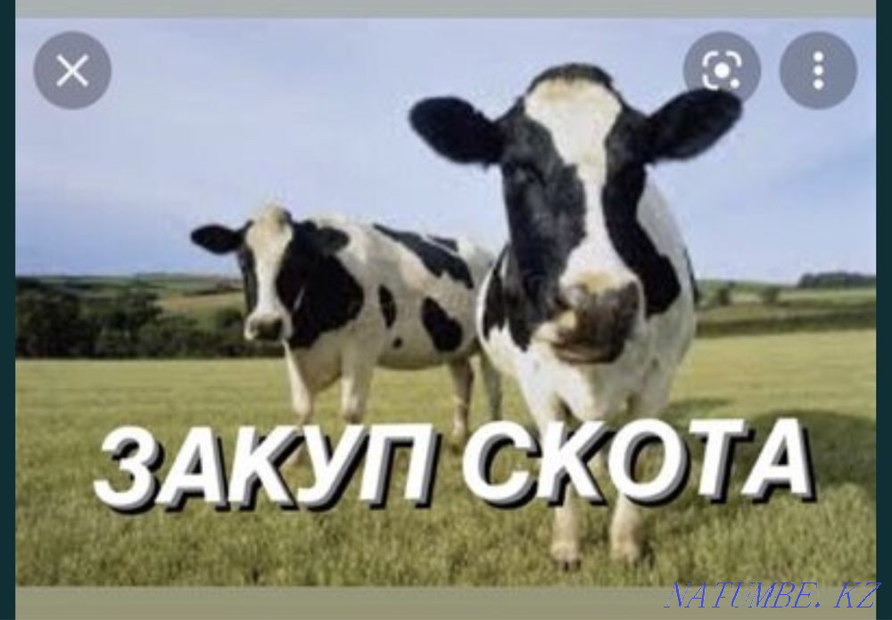 Говядина КРС Костанай - изображение 1