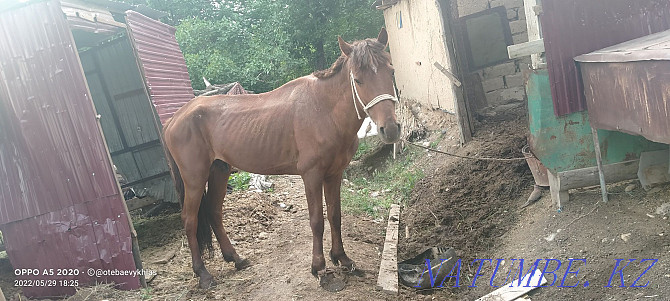 Ай?ыр сатылады, д?нен, асау  - изображение 3