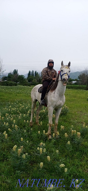 Продам Орловский Рысак мерин  - изображение 4