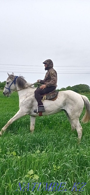 Продам Орловский Рысак мерин  - изображение 7